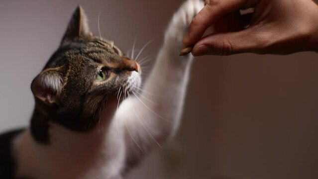 Happy face of adorable cat eating food from hand of owner at home. Close-up hand of woman giving food to cat in dark room with beautiful lighting. Feeding pet concept. Shooting in slow motion.