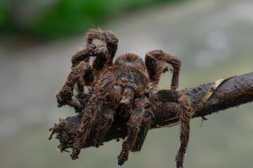 spider on a web