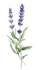 Naklejka premium ラベンダーの水彩画