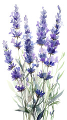 Naklejka premium ラベンダーの水彩画