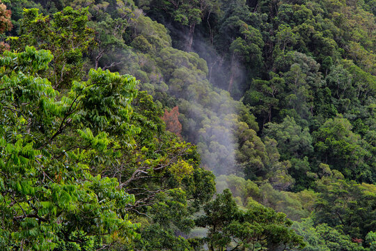 Rainforest Scenery near Cairns, Far North Queensland, Australia © Ralph