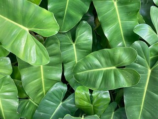 cute heart shape of Philodendron dark green leaves in full frame shot, using as background