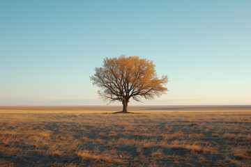 A solitary tree in the middle of an expansive field under a clear sky