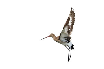 Black-tailed godwit flying isolated on transparent background png file