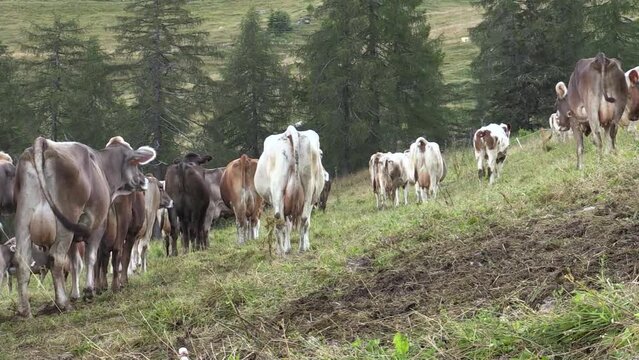 cows on mountain pastures in the Orobie park