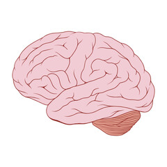 Vector illustration of human brain - 736789597