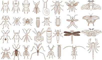 標本風カラーシャドウ昆虫アイコンセット　オレンジ © nissat