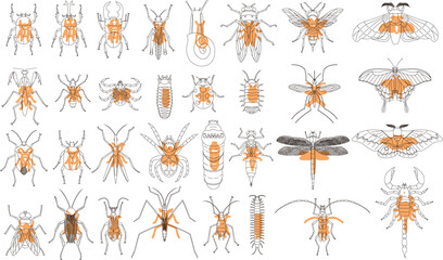Obraz premium 標本風アウトライン昆虫アイコンセット オレンジ