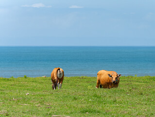 Two cows grazing near the sea in Medewi, Bali, Indonesia