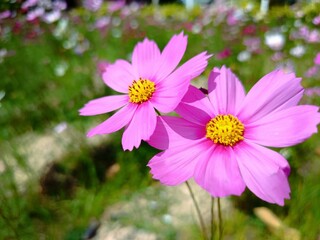 Obraz premium Pink cosmos flowers in the garden and bokeh background