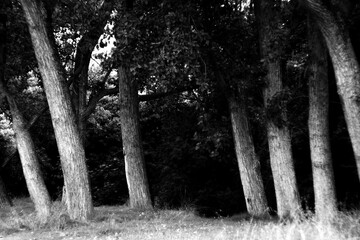 Arboles en un bosque, en blanco y negro