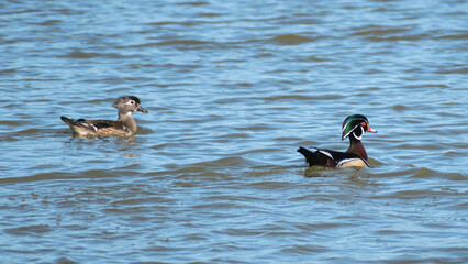 Wood Duck (Aix sponsa) Pair Swimming In Wetland