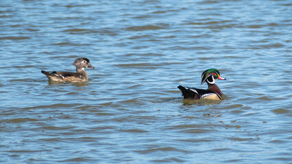 Wood Duck (Aix sponsa) Pair Swimming In Blue Wetland