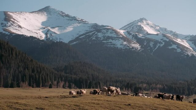 a flock of sheep on a green meadow at the foot of the snow-capped mountains