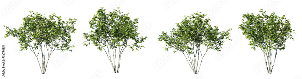 Fototapete amelanchier tree on transparent background.3d rendering png