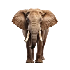Foto op Canvas animal, elephant, on transparency background PNG © KimlyPNG
