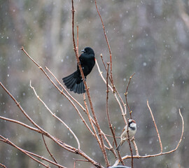 Red-winged Blackbird (Agelaius phoeniceus) And House Sparrow (Passer domesticus) Perching In Tree On Snowy Day