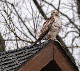 Immature Red-tailed Hawk (Buteo jamaicensis) Perched On Rooftop