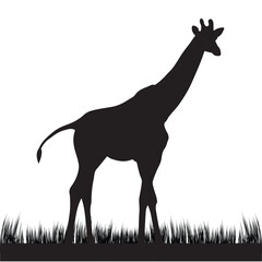 Giraffe Silhouette Vector Illustration © Masud010