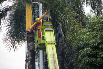 An arborist trims tall palm trees on a lift, dropping seed pods to the ground. yellow elevator,...