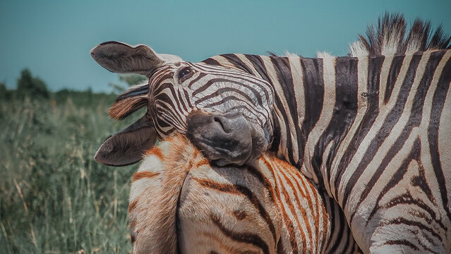 Zerba love mother and baby cuddeling cute