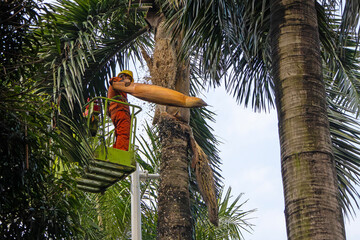An arborist trims tall palm trees on a lift, dropping seed pods to the ground. yellow elevator,...