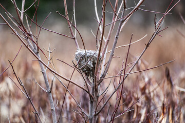 Old Bird Nest In Wetland Brush