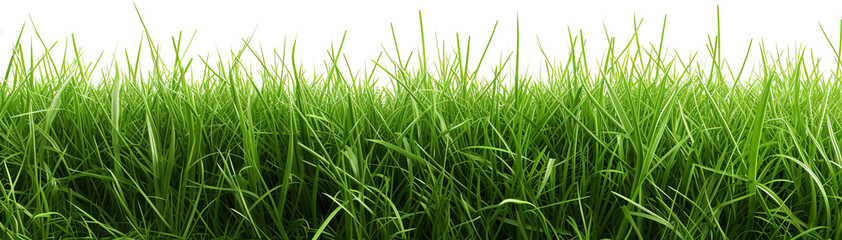 Obraz premium Grass isolated on transparent background. PNG