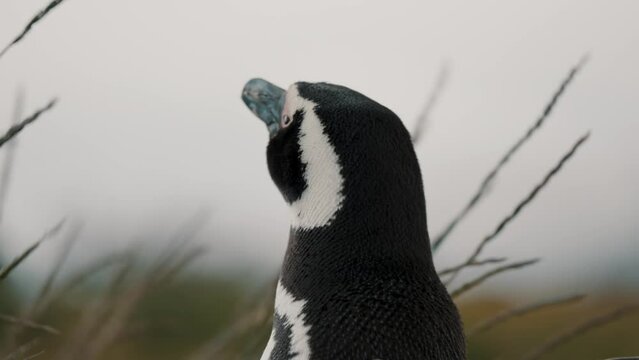 Close Up Of Magellanic Penguin Looking Around In Isla Martillo, Tierra del Fuego, Argentina