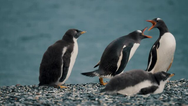 Gentoo Penguins Beaking Fight At Isla Martillo In Tierra de Fuego, Argentina. - close up shot