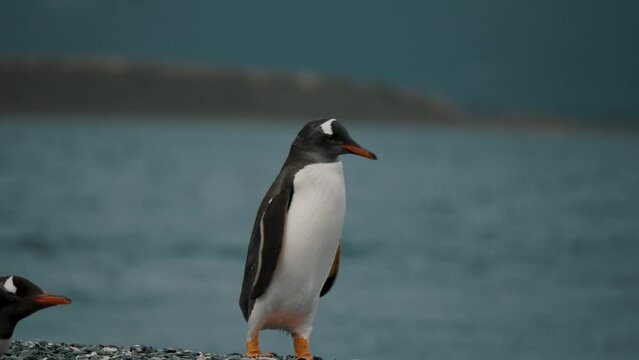 Gentoo Penguin Shaking Its Wet Body After Swimming In The Ocean At Isla Martillo In Tierra de Fuego, Argentina. - close up shot