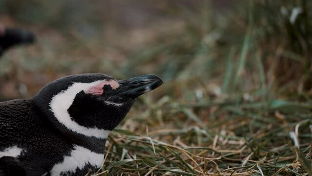 Close Up Of A Yawning Magellanic Penguin In Isla Martillo, Tierra del Fuego, Argentina
