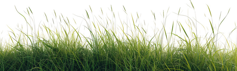 Obraz premium Grass isolated on transparent background. PNG