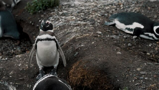 Magellanic Penguins Standing And Resting At Martillo Island In Tierra del Fuego, Argentina. closeup shot