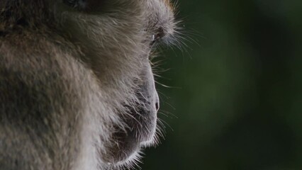 Thirsty macaque quenching thirst with water bottle. Close-up of wild monkey
