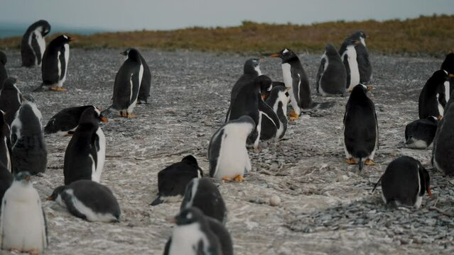 Colony Of Gentoo Penguins Standing At Isla Martillo In Tierra de Fuego, Argentina. - pan shot