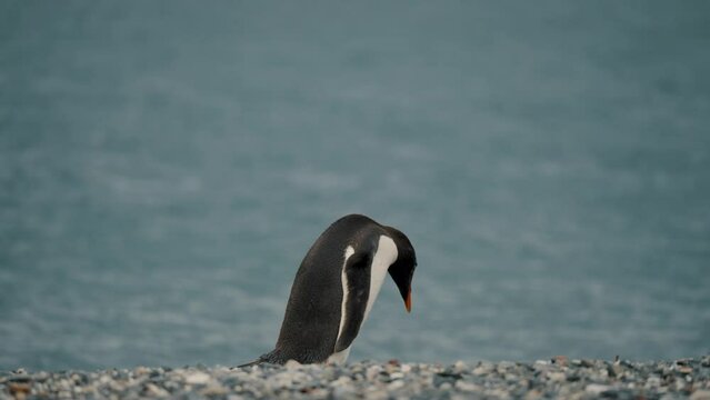 Gentoo Penguin Walking In The Beach In Isla Martillo, Tierra del Fuego, Argentina - Tracking Shot