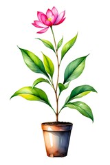Watercolor Illustration of a spring flower plant is blooming on a flowerpot isolated on white background
