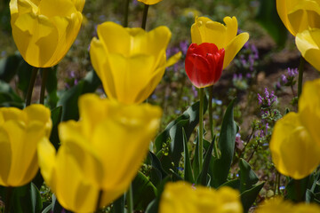 The tulip field / 春の花、チューリップ（お花畑、花の公園、花園）