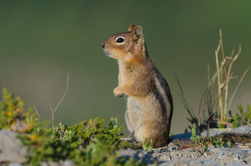 Golden-mantled Ground Squirrel