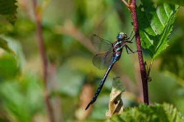 Mosaic Darner Dragonfly