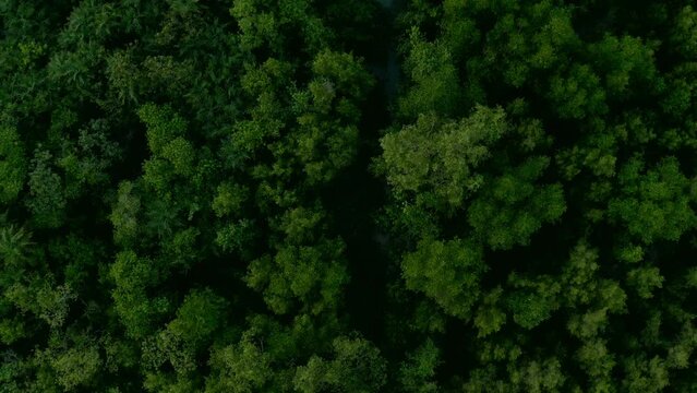 Green background of mangroves trees. Aerial drone view at 4K.