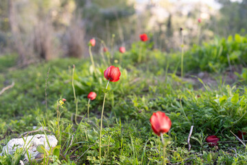 Vivid Red Anemones Stand Out Against A Lush Green Field With A Soft Focus Background.