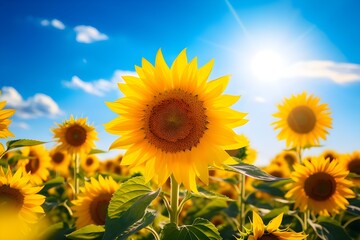 A sunflower field under a clear blue sky, with the flowers turning towards the sun.
