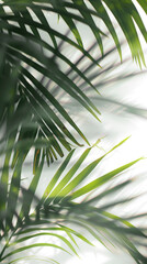 Tree leaves isolated on transparent background. PNG
