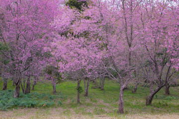 Fototapeta premium Pink Cherry blossom or sakura flower.