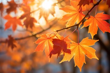 Sunlight filtering through vibrant maple leaves