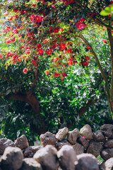 photo with camellia flowers