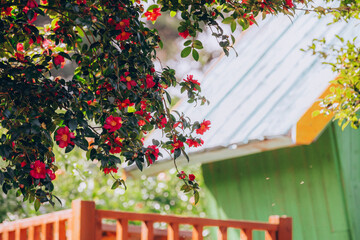 photo with camellia flowers