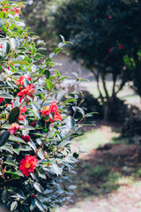 photo with camellia flowers